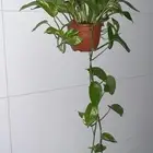 أشجار داخلية