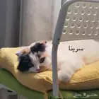 انثى سكوتش فولد لتبني