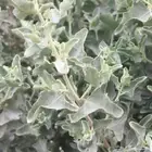 بذور رغل البري رعوي