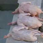 فراخه حمام فرنسي وحمام زاجل