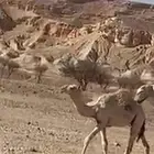 قعود تحت امه عمره من 8 اشهر وفوق