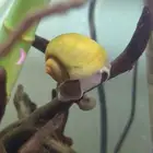Apple Snail حلزونات نهريه