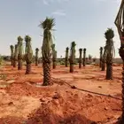 مقاول النخيل العربي والواشنطني وشبوك