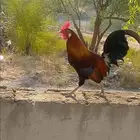 ديك عربي أصيل للبيع