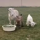 الماعز القزم