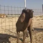 قعود اصفر عمره 8 شهور الموقع غريب المطار