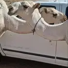 بكره للبيع على السوم