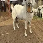 تيس فحل اجم