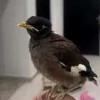 طير مينو اليف وهدد خارجي