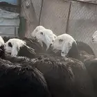 رخال نجد صنف