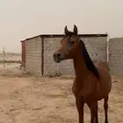 حصان عربي اصيل حفيد مراون الشقب موثق بشهادة