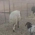 نعيميه للبيع