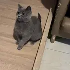 British shorthair   Scotttish Fold long hair