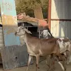 غنم درمانيه