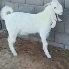 تيس مطور ابيض