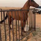للبيع حصان شعبي شيخ