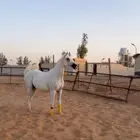 للبيع فرس مستوره من أمريكا واهو منتجه بنت( انزو)