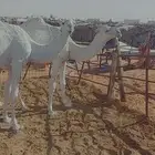2بكار مفاريد واحده رمانيه والثانيه تماميه عليهن سوم معا13000