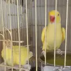 دره هولندي لاتينو