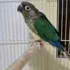 ذكر كنيور