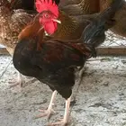 ديك بلدي ترثه