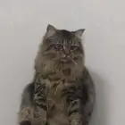 ثنتين قطط شيرازية للتبني