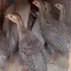 صيصان حبشي حجل دجاج الوادي العمر شهرين تقريبا
