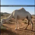 الموقع حايل طريق المدينه