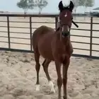 مهر للبيع