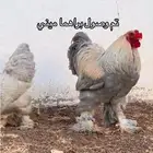 براهما ميني خارجي ( مستورد ) وانتاج