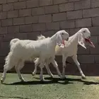 جفار مصريات خصم