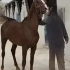 حصان شعبي كفو