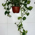 اشجار داخلية منقيه للهواء وسهله العنايه