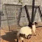 خرفان