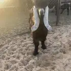 تيس عارضي