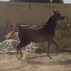 مهره واهو لقاح
