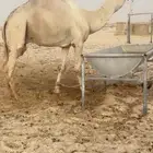 بعير فحل طيب حر من سوداني ( هجن )