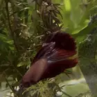 سمك فايتر للبيع مع فازه