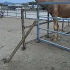 للبيع بعير حمر