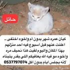 كيتن عمره شهر للتبني