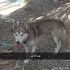 هاسكيه معها ست جراوه