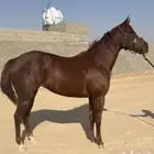 فرس انجليزيه مواليد 2022