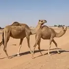 رحول وبنتها