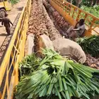 نخل واشنطن نخل للبيع نخل زينة نخل الرياض