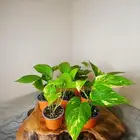 نباتات البوتس داخلية