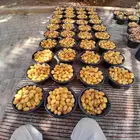 يوجد لدينا جميع انواع التمور لتواصل