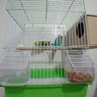 زوج بادجي استرالي. إنتاج تم البيع