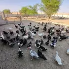 بط شهرمان البح