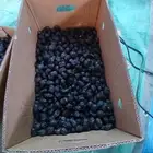 تمر عجوه حق السنه