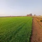 مزرعه الخرج لتوريد الثيل الطبيعي الدرجه الاولى